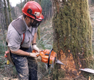 tree-removalist-services